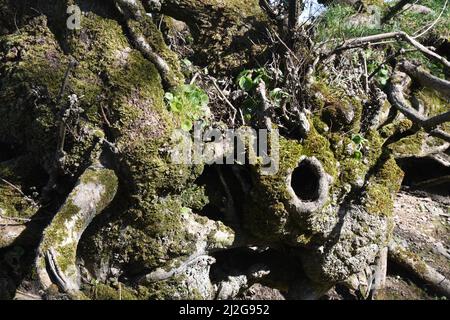 Knarrige und verdrehte Wurzeln, Stamm und Zweige, die mit Moos und Wimpel einer Eiche bedeckt sind, die an einem sonnigen Frühlingstag in Cornwall, Großbritannien, einen Zaumweg säumen. Stockfoto