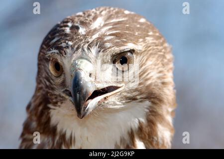 Nahaufnahme des Kopfes eines Jungfalken (Buteo jamaicensis) aus Virginia, USA, trainierter Falke Stockfoto