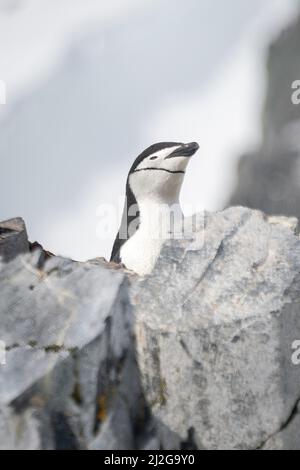 Pinguin mit Kinnriemen, der über Felsen auf dem Grat guckt Stockfoto