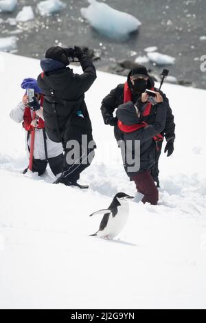 Kinnriemen-Pinguin läuft im Schnee an Fotografen vorbei Stockfoto