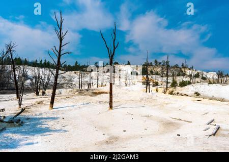 Die Sommersonne scheint auf den Terrassen der Mammoth Hot Springs im Yellowstone National Park Stockfoto