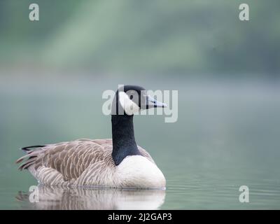 Eine schöne kanadische Gans in einem See an einem sonnigen Tag Stockfoto
