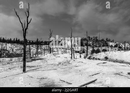 Die Sommersonne scheint auf den Terrassen der Mammoth Hot Springs im Yellowstone National Park Stockfoto