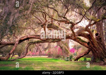 Wunderschöne Landschaft mit Eichen und spanischem Moos im Frühling Stockfoto