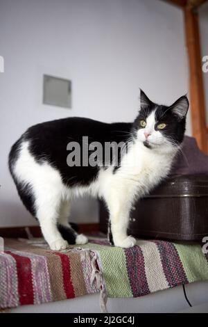 Junge weiße Katze sitzt bequem auf einer Gummimatte. Auf dem Boden des Hauses Draufsicht auf British Short Hair in silbernem Blauton liegend und seitlich Stockfoto