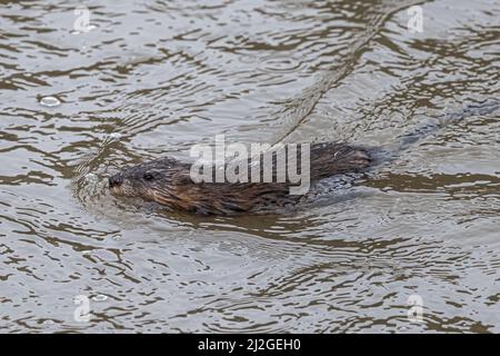 Bisamratte (Ondatra zibethicus) Schwimmen in einem Fluss Stockfoto