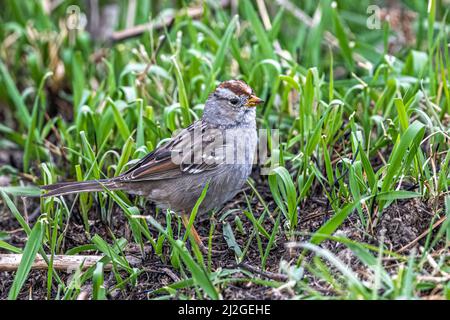 Unreifer Weißkrautspatzen (Zonotrichia leucophrys) Stockfoto