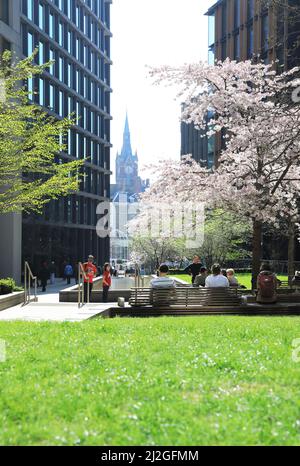 Ende März, während einer Mini-Hitzewelle, hinter Kings Cross im Norden Londons, Großbritannien, blüht auf dem Pancras Square eine hübsche Blüte Stockfoto