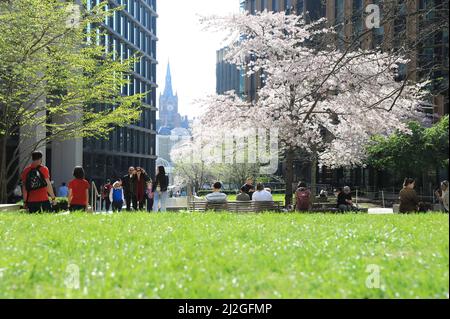 Ende März, während einer Mini-Hitzewelle, hinter Kings Cross im Norden Londons, Großbritannien, blüht auf dem Pancras Square eine hübsche Blüte Stockfoto