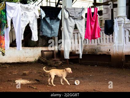 Der junge Hund isst und spielt auf dem Hof, während in Havanna, Kuba, die Kleidung trocknend an einer Wäscheleine hängt. Stockfoto