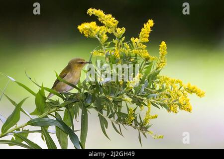 Ein Tennessee-Waldsänger, Leiothlypis peregrina, in einer Goldrute Stockfoto