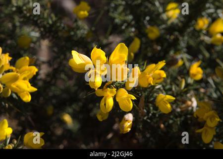 Eine Nahaufnahme der Ginsterblüte in Amlwch, Wales Stockfoto