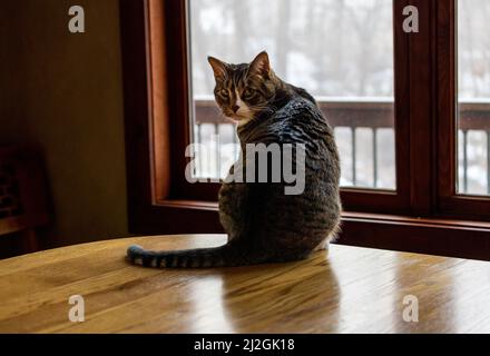 Nette Katze sitzt auf dem Tisch und schaut überraschend über die Schulter Stockfoto