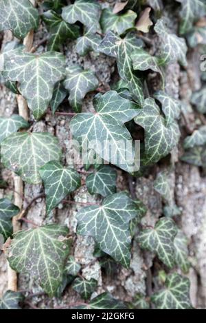 Immergrüne baltische Rebe wächst auf dem Baumstamm Stockfoto