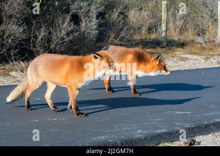 Zwei Erwachsene Rotfüchse (Vulpes vulpes) stehen auf einem Radweg in den Dünen Stockfoto