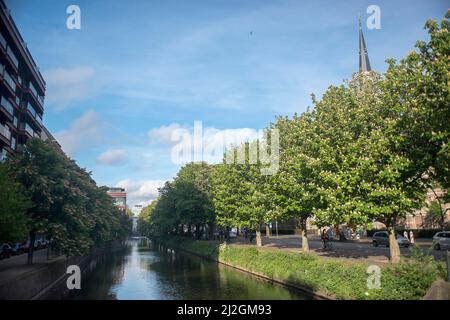 Horse Chestnut (Aesculus hippocastanum) Bäume entlang des Kais im Zentrum von Den Haag, Niederlande Stockfoto