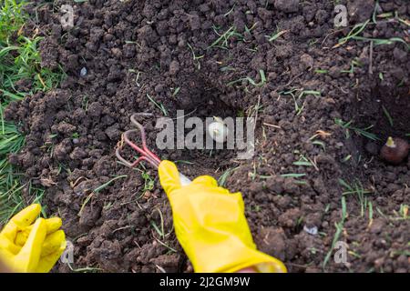 Die Hände des Gärtners in gelben Handschuhen halten Rechen, bedecken die Samen von Pflanzen mit Erde. Pflanzen von Tulpenbirnen. Stockfoto