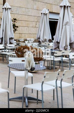 Die hübsche flauschige Katze sitzt auf einem runden Metalltisch im Restaurant im Freien mit weißen Stühlen und geschlossenen cremefarbenen Sonnenschirmen neben Plastikglas mit Wate Stockfoto