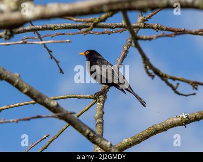 Männliche Amsel Turdus merula Szene durch Äste Stockfoto