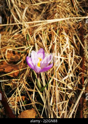 Eine Nahaufnahme einer herbstlichen Krokusblüte, die von trockenem Gras im Garten bei hellem Sonnenlicht umgeben ist Stockfoto