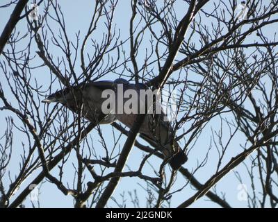 Eine Aufnahme aus dem niedrigen Winkel von zwei Holztauben, die an einem sonnigen Tag auf den Ästen eines blattlosen Baumes gegen den blauen Himmel thronen Stockfoto