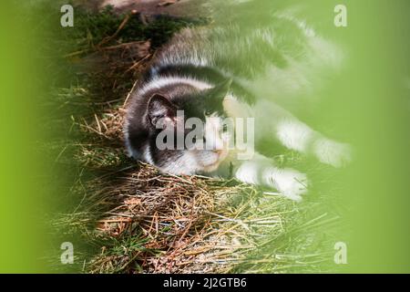 Wilde streunende schmutzige Kätzchen, die auf dem Boden liegen. Schuss zwischen grünen Grasblättern. Müde, müde Katze. Hochwertige Fotos Stockfoto