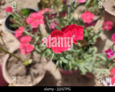 Ein Blick von oben auf schöne rosa Dianthus Blumen in einem Topf unter dem Sonnenlicht Stockfoto