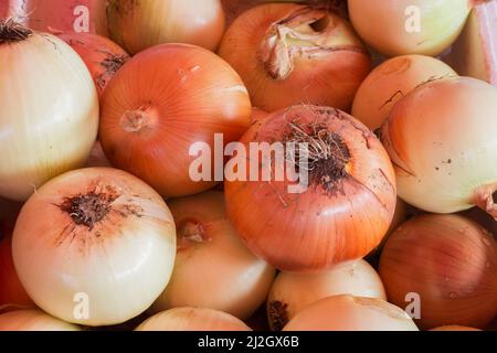 Allium cepa - Gelbe Zwiebeln. Stockfoto