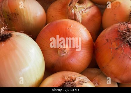 Allium cepa - Gelbe Zwiebeln. Stockfoto