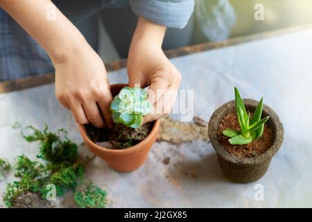 Grün, das Leben in Ihr Zuhause bringt. Ein kurzer Schuss einer Frau, die an einem Tisch Sukkkulenten in Töpfe pflanzt. Stockfoto