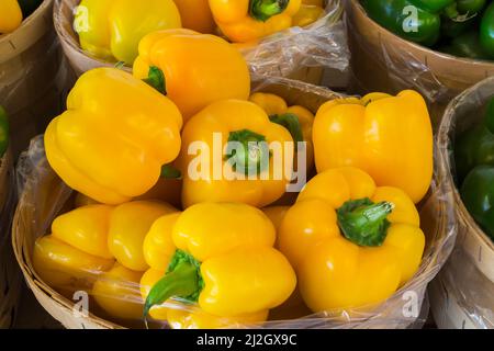 Yellow Capsicum annuum - Paprika. Stockfoto