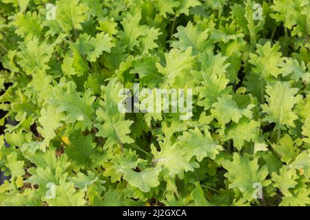 Brassica - Kalbblätter. Stockfoto