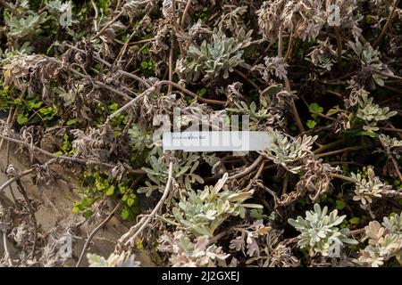 Artemisia 'Meersalz' - Sägebürste in wildem Zustand, die in kommerzieller Gärtnerei wächst. Stockfoto