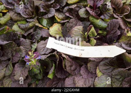 Ajuga 'Reptans Black Scallop' - Teppich Bugleweed wächst in kommerziellen Kindergarten. Stockfoto