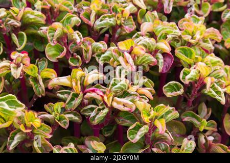 Sedum - Steinkrautpflanzen. Stockfoto