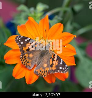 Eine gemalte Schmetterlingsdame (vanessa cardui), die sich von einer leuchtend orangefarbenen tithonia-Sonnenblume ernährt, mit offenen Flügeln - Draufsicht Stockfoto