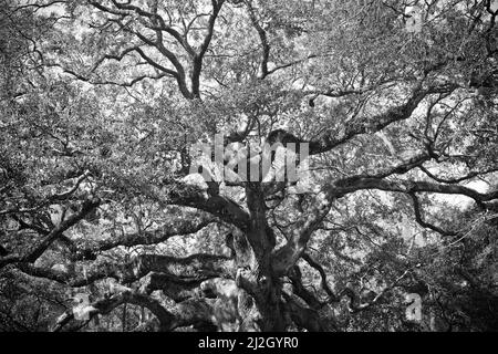 Detaillierte Schwarz-Weiß-Abbildung des historischen Angel Oak-Baumes in Charleston, South Carolina Stockfoto