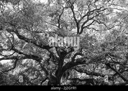 Detaillierte Schwarz-Weiß-Abbildung des historischen Angel Oak-Baumes in Charleston, South Carolina Stockfoto