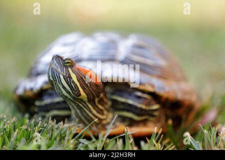 Rotohrige Schleierschildkröte, die herausguckt. Hinterhof in Nordkalifornien. Stockfoto