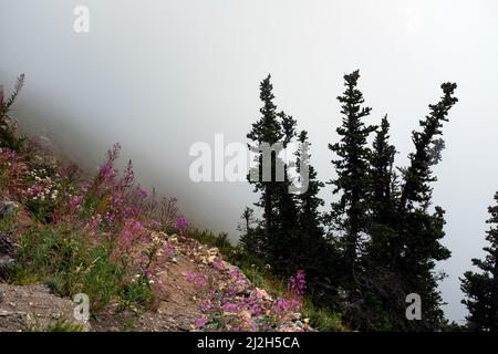 WA21299-00...WASHINGTON - Brandweed wächst entlang des nebligen Pacific Crest Trail in der Nähe des Red Pass in der Glacier Peak Wilderness Area. Stockfoto