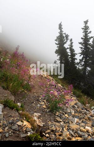 WA21300-00...WASHINGTON - Brandweed wächst entlang des nebligen Pacific Crest Trail in der Nähe des Red Pass in der Glacier Peak Wilderness Area. Stockfoto