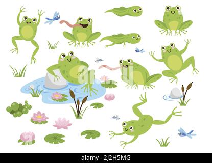 Niedliche Frosch Cartoon Figuren Vektor Illustrationen Set. Zeichnungen von grünen Kröten springen, sitzen in Teich mit Lotus, fangen Libellen isoliert auf w Stock Vektor