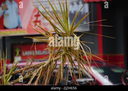 Dracaena marginata in der Natur. Dracaena marginata, allgemein als Red-Edge dracaena bezeichnet, ist ein immergrüner Baum mit steifem, bandähnem, rot umrandtem gre Stockfoto