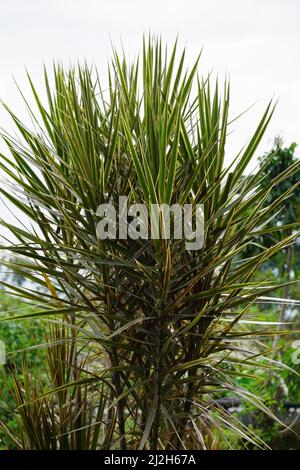 Dracaena marginata in der Natur. Dracaena marginata, allgemein als Red-Edge dracaena bezeichnet, ist ein immergrüner Baum mit steifem, bandähnem, rot umrandtem gre Stockfoto