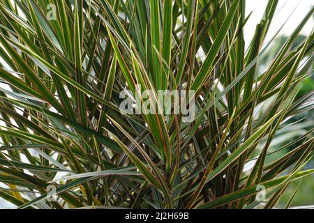 Dracaena marginata in der Natur. Dracaena marginata, allgemein als Red-Edge dracaena bezeichnet, ist ein immergrüner Baum mit steifem, bandähnem, rot umrandtem gre Stockfoto