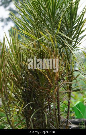 Dracaena marginata in der Natur. Dracaena marginata, allgemein als Red-Edge dracaena bezeichnet, ist ein immergrüner Baum mit steifem, bandähnem, rot umrandtem gre Stockfoto