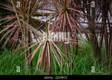 Dracaena marginata in der Natur. Dracaena marginata, allgemein als Red-Edge dracaena bezeichnet, ist ein immergrüner Baum mit steifem, bandähnem, rot umrandtem gre Stockfoto