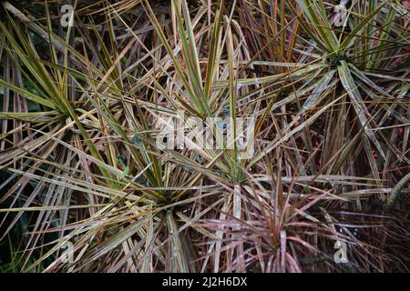 Dracaena marginata in der Natur. Dracaena marginata, allgemein als Red-Edge dracaena bezeichnet, ist ein immergrüner Baum mit steifem, bandähnem, rot umrandtem gre Stockfoto