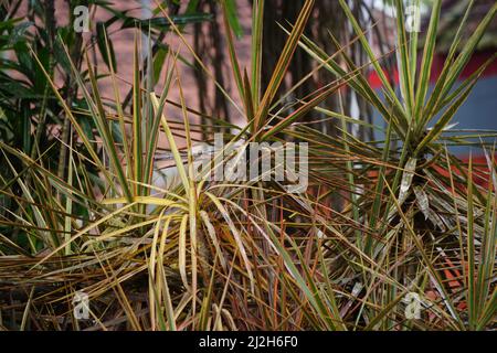 Dracaena marginata in der Natur. Dracaena marginata, allgemein als Red-Edge dracaena bezeichnet, ist ein immergrüner Baum mit steifem, bandähnem, rot umrandtem gre Stockfoto