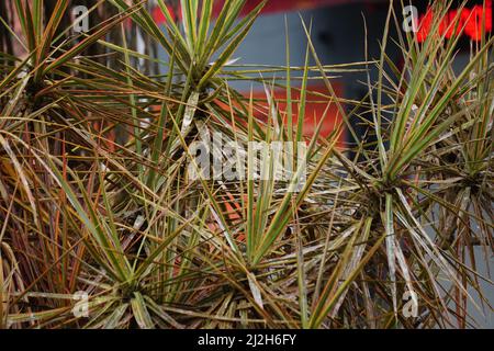 Dracaena marginata in der Natur. Dracaena marginata, allgemein als Red-Edge dracaena bezeichnet, ist ein immergrüner Baum mit steifem, bandähnem, rot umrandtem gre Stockfoto